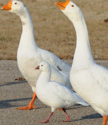 Ross's Goose with 2 guards