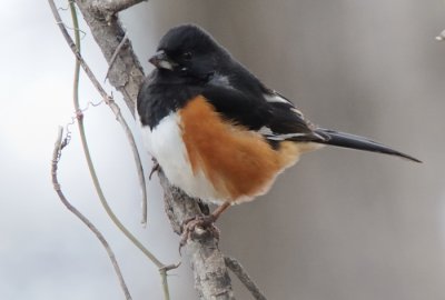 Eastern Towhee