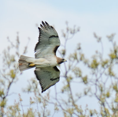 Red-tail Hawk