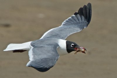 Laughing Gull with Shrimp