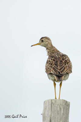 Upland Sandpiper in Fine Mist - Ontario