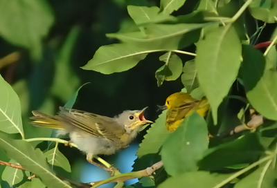 Yellow Warbler - Feed Me!
