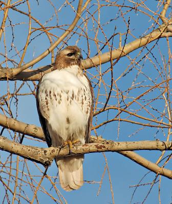 Red Tail Hawk