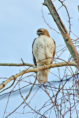 Red Tail Hawk in Evening Light