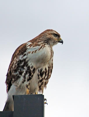 Young Hawk - Better View