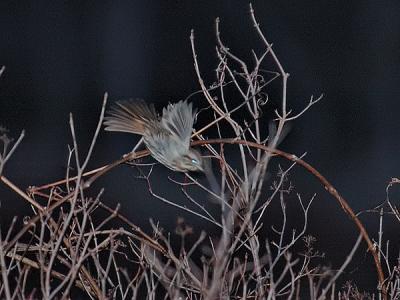 Swamp Sparrow - The Dive