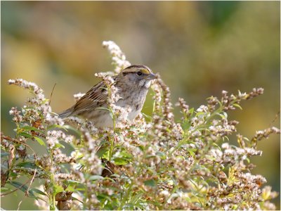 White-throated Sparrow (female)