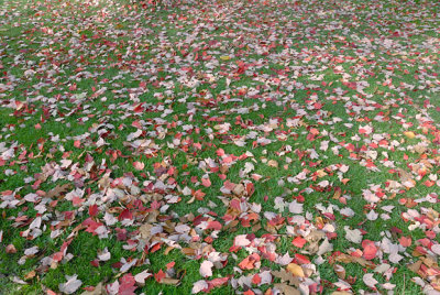 Leaves on Ground