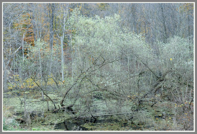 Autumn Swamp