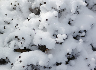snow texture