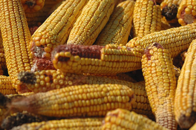 Feed Corn Harvest