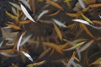 Leaf Ice Jello