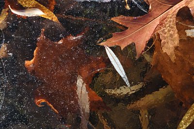 water leaves and ice