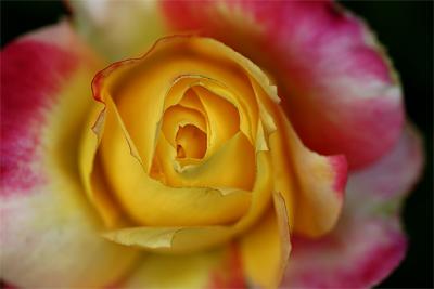 Rose1.jpg