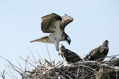Landing2.jpg