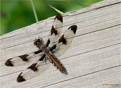 g3/87/642487/3/58441667.Gossamer_Wings3.jpg