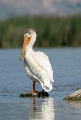 Pelican_1.jpg