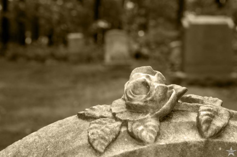 Dead Rose