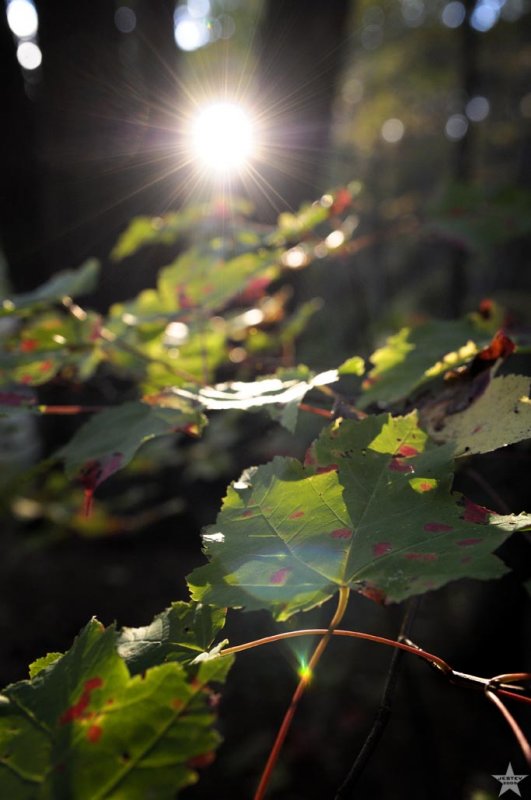 Peeking Through the Leaves