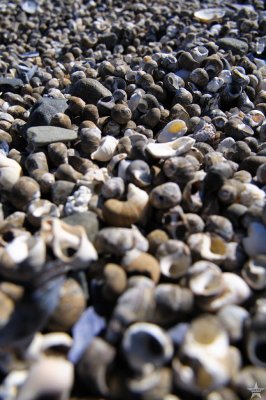 A Sea of Shells