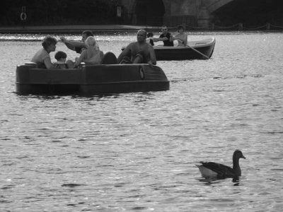 Duck