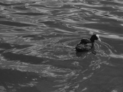 Solitary Duck