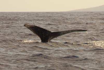 Maui 2009_153.JPG