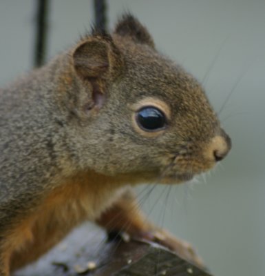 Bird feeder robber.jpg