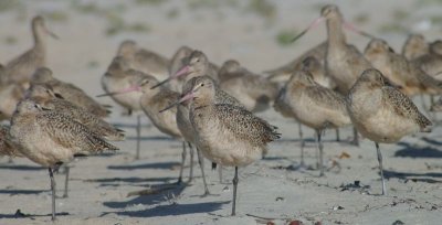 birds in a row.jpg