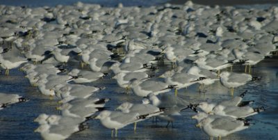 Flock of Seagulls.jpg