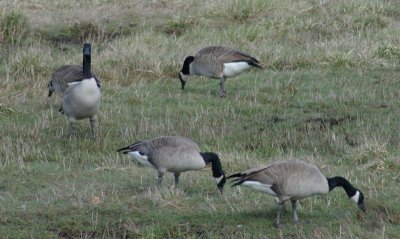 goose lookout.jpg
