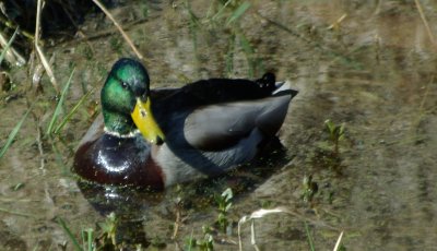 mallard at the refuge.jpg