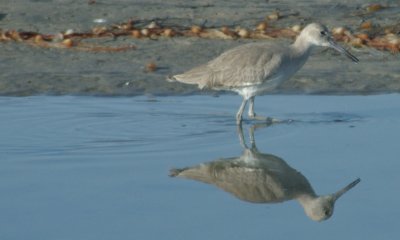 reflected.jpg