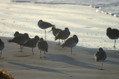 Sleeping waterfowl.jpg