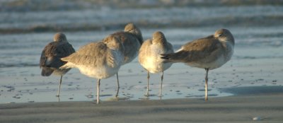 sleeping waterfowl in San Diego.jpg