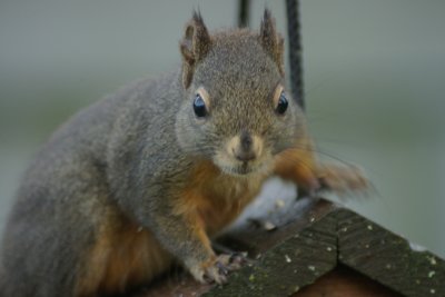 Squirrel robbing the feeder.jpg