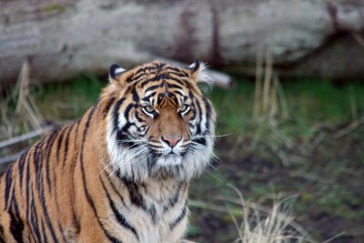 Sumatran Tiger 2 800.jpg