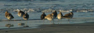 Sun rising on waterfowl.jpg