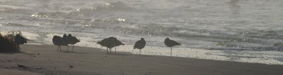 Waterfowl in San Diego.jpg