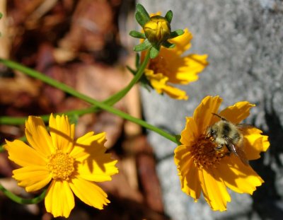 insects