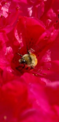 insects