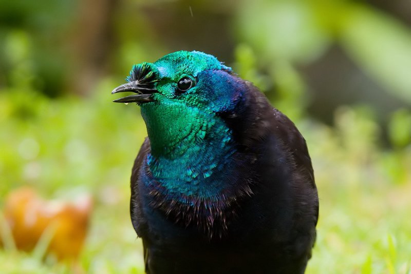 Ribbon-tailed Astrapia