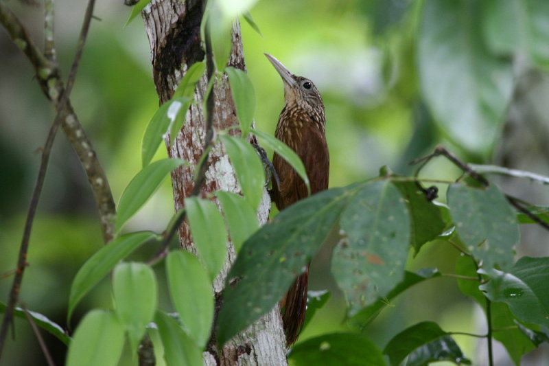 Buff-throated Woodcreeper