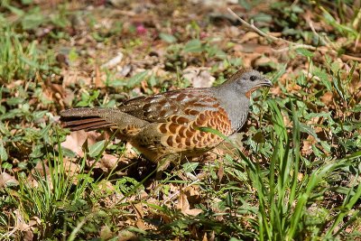 IMG_0958e.jpg