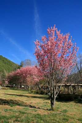 IMG_3817_1.jpg