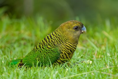 Brehm's Tiger Parrot (F)