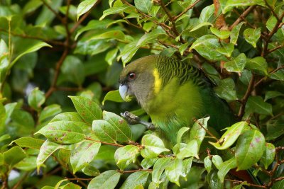 Brehm's Tiger Parrot (M)