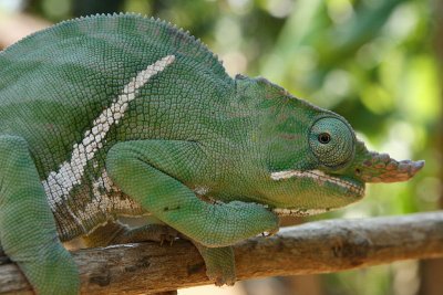 Furcifer Balteatus Chameleon