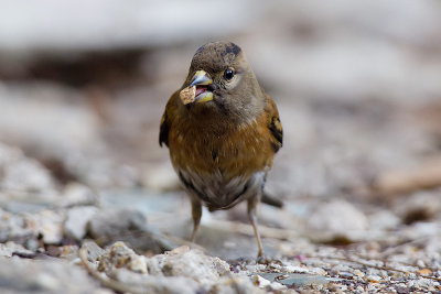 Brambling