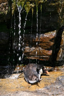 rockhopper penguin taking shower
